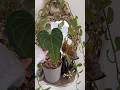 Delta Force Anthurium #plants #unboxing #etsy #plantbased #fypシ #nature #vintage #shorts