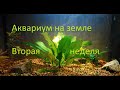 Аквариум на грунте для кактусов(вторая неделя)