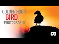 Bird photography during the golden hour  how to get the shot