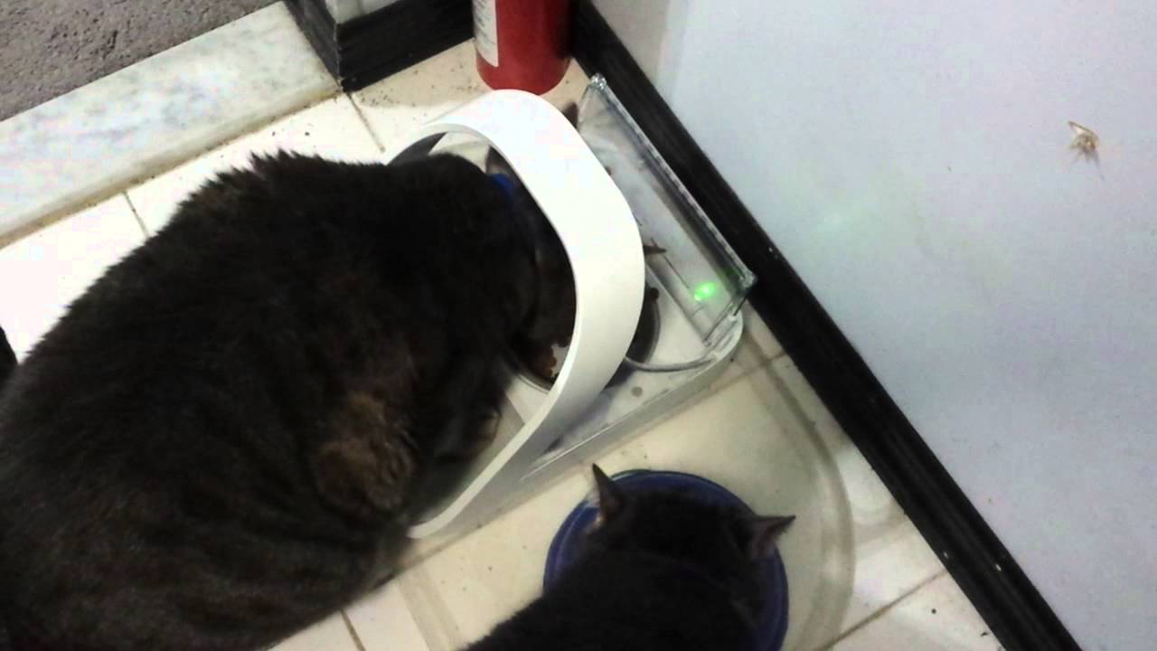 Surefeed Rfid Pet Feeder Youtube