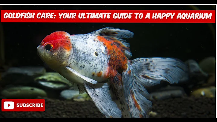 Goldfish Care: Your Ultimate Guide to a Happy Aquarium