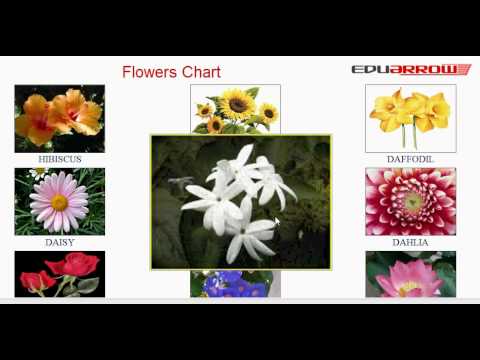 Learn Flower Names Flowers Chart Learn Flowers Name With Picture In English For Kids Youtube