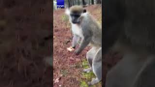 Doğada Beklenmedik Misafir Ormanda Maymunla Göz Göze