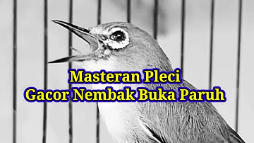 B1K1N PL3C1 C3P4T 64C0R N3MB4K W1T-W1T, masteran terapi pleci nembak