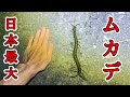 最大30cm！日本最大の超巨大な新種のムカデを発見！【野生生物観察ドキュメンタリー】