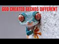 How Gecko Feet Created Real-Life Spider-Man Tech