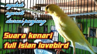 Suara Kenari Gacor Ngerol Panjang || Ngekek Full Isian Lovebird