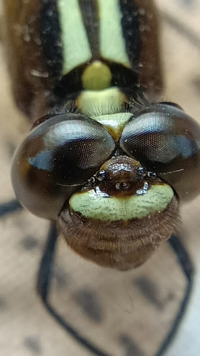 micro photo #viral #microphotography