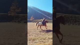 Tracking Alongside a Horse