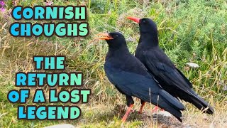 Cornish Choughs: The Return of a Lost Legend - Paloresow Kernewek