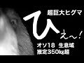 巨大ヒグマ　オソ18生息域　オス350㎏超