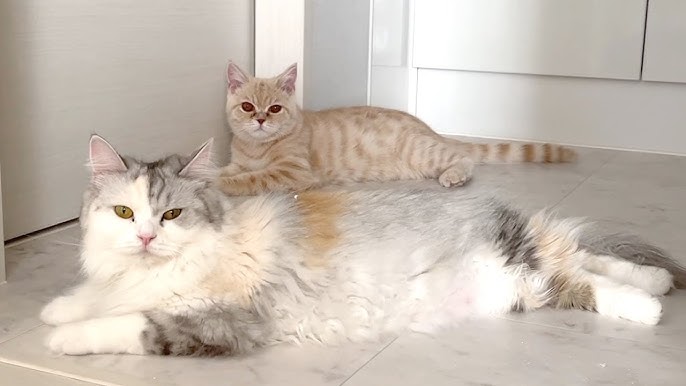目を開けたままふて寝する猫 スコティッシュフォールド Cat Sleeping With Eyes Open Youtube 目を開けたままふて寝する猫 スコティッシュフォールド Cat Sleeping With Eyes Open Youtube