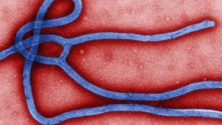 Ebola Outbreak Spreading Unchecked