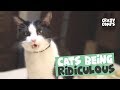 Cats Being Hilarious Compilation - Cats are Jerks 😂😂😂