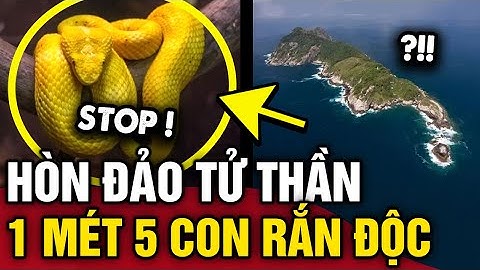 Rùng mình với HÒN ĐẢO TỬ THẦN, mỗi mét vuông 5 CON RẮN ĐỘC | Tin 3 Phút