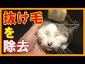 猫の抜け毛をバリバリ簡単に取りますよ