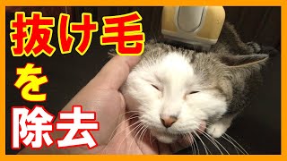 猫の抜け毛をバリバリ簡単に取りますよ