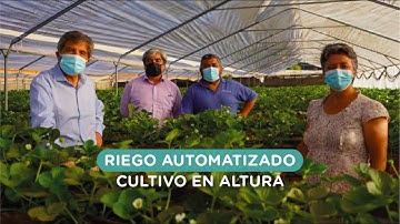 Riego automatizado en un cultivo de frutillas en altura.