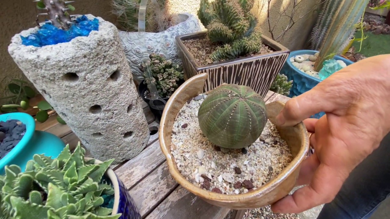 Laura’s July Succulent Garden Walkthrough