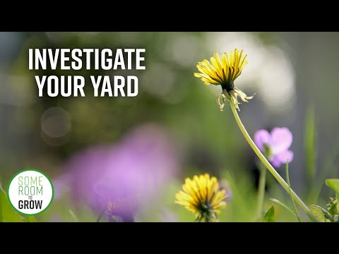 Video: Thlaspi Stinkweed Plants - Tips On Stinkweed Control In The Garden