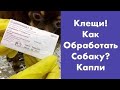 Капли СТРОНГХОЛД от блох и клещей / Щенки ЧИХУАХУА МИНИ и СТАНДАРТ в СПб / Питомник Мари Мистик