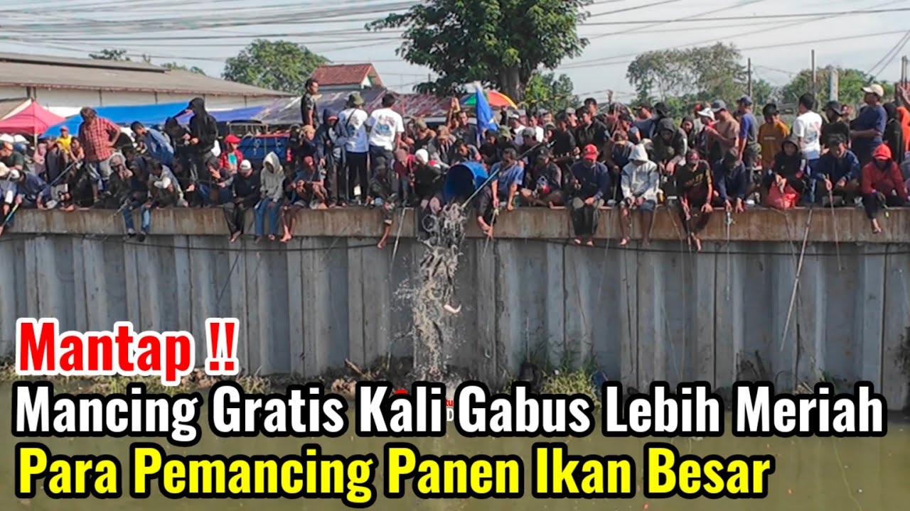 Mantap‼️Mancing Gratis Kali Gabus Lebih Meriah Pemancing Panen Ikan Besar