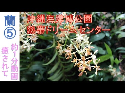 蘭⑤　沖縄観光名所　海洋博公園　熱帯ドリームセンター