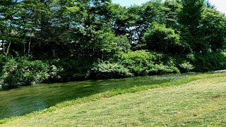 【碧と緑】清流に揺蕩う蝉のコーラス【夏の音】