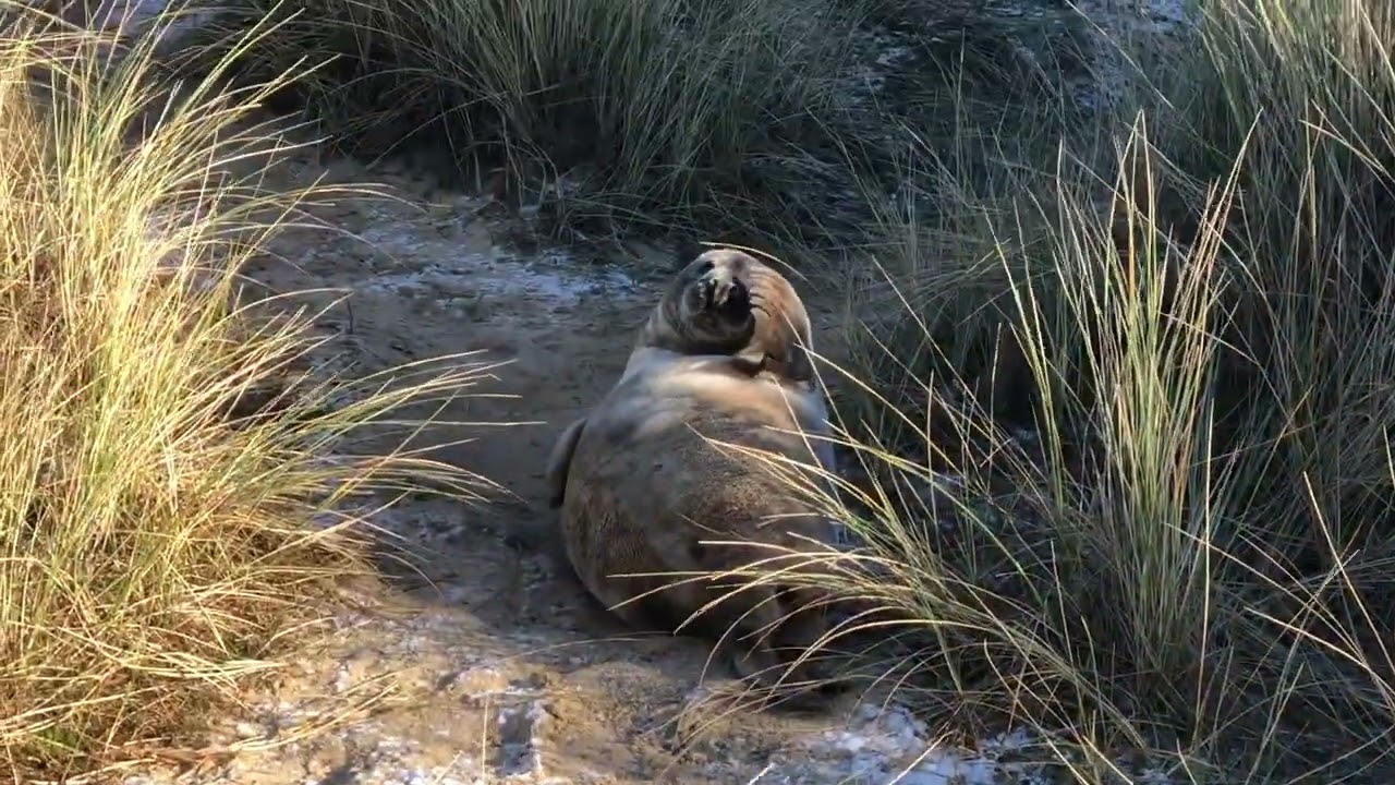 Winterton on Sea, Norfolk - January 2025