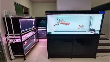 Third ซอยลาซาล - งานเคลื่อนย้ายตู้ปลาพร้อมปลา + ยกไปทั้งระบบก่อนทำการติดตั้งใหม่ยกชุด วันที่ 2 Set 2