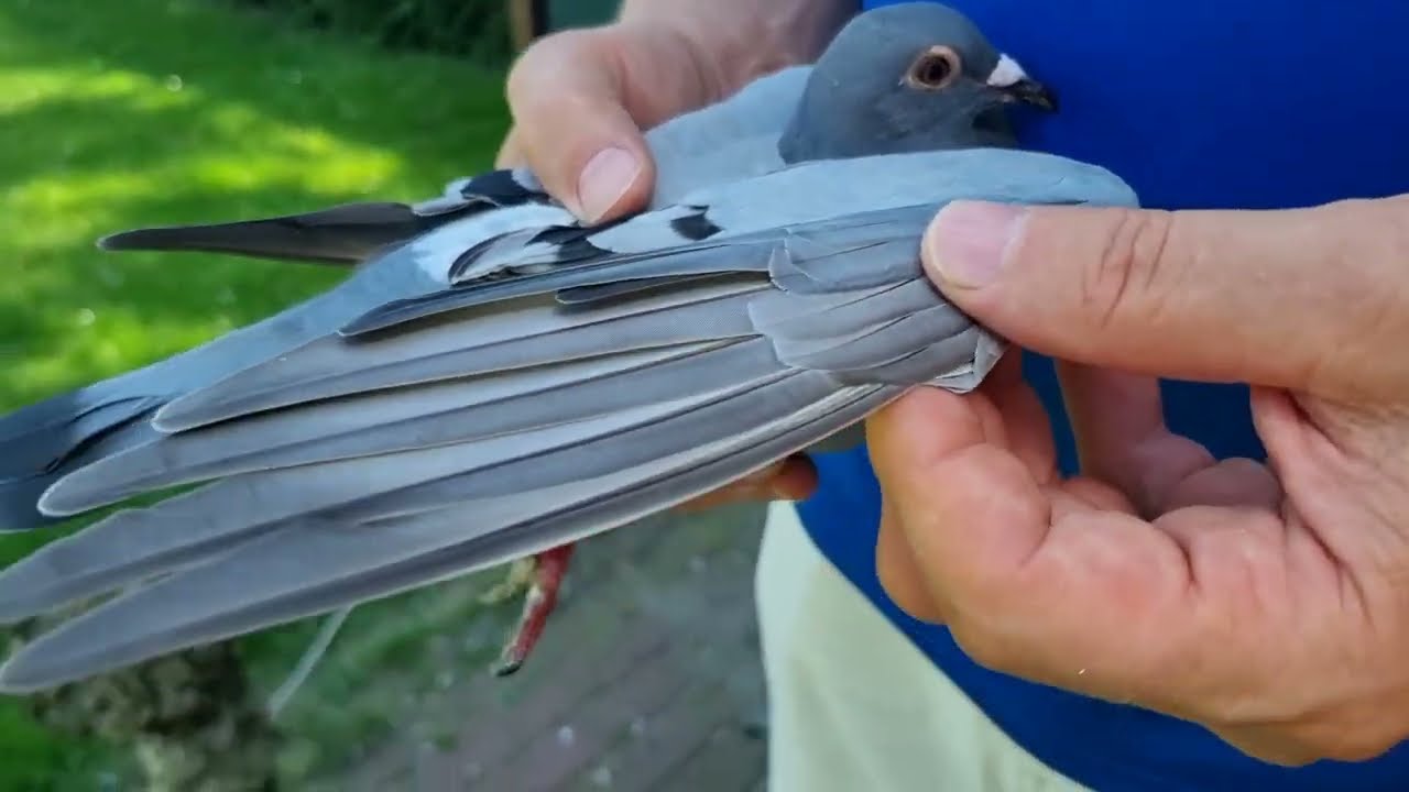 10 lot SUPERCAP - 350 km -  czy radary to problem?.