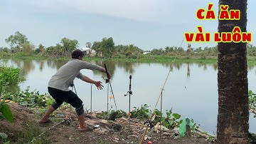 Câu Cá Tra Sông | Bãi Này Thì Quăng Xuống Là Cá Ăn Liên Tục | Fishing Miền Tây
