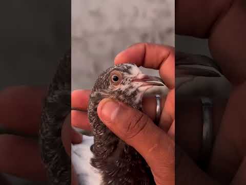#newsong #kabootar #kabutar #pigeonhouse #birds #kabootarba #pigeonlover #raisenpigeons #ytshorts