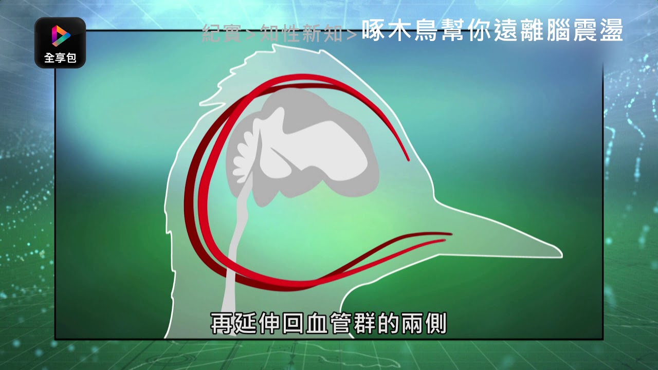 啄木鳥幫你遠離腦震盪｜Xploration Nature Knows Best-Science of Safety｜正式預告｜MOD  全享包/紀實199 獨家播映｜知性新知