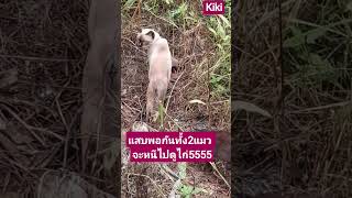 แสบพอกันทั้ง2แมว555#แมว#น่ารัก