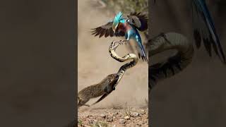 Feel the heartbeat of the jungle | Animals Wildlife