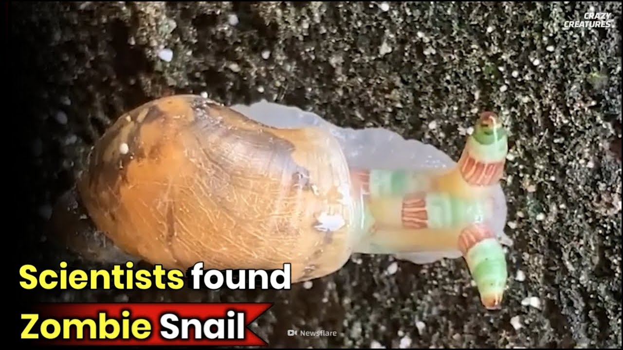 Zombie Snail || ये snail zombie बन गया