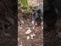 Осенний поход в тайгу/22ая картинка-слегка заплутал на обратном пути.../