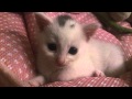 我が家に来て2日めの子猫　Where is this place? White kitten pounding