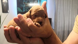 видео: Беременность и роды у собак. ЧТО НАДО ОБЯЗАТЕЛЬНО ЗНАТЬ! Ч. 2 что надо купить в аптеке перед родами. картинка: Беременность и роды у собак. ЧТО НАДО ОБЯЗАТЕЛЬНО ЗНАТЬ! Ч. 2 что надо купить в аптеке перед родами.