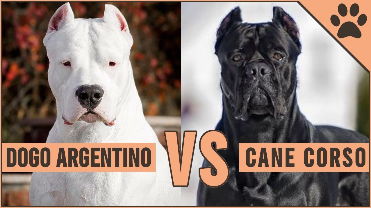 Dogo Argentino vs Cane Corso - Which breed is more dangerous?