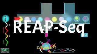 Total Seq Workflow | REAP Seq | RNA Expression And Protein Sequencing | Single Cell Proteogenomics |