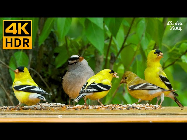 Cat TV for Cats to Watch 😺🐤 Beautiful Goldfinch Birds and Squirrels ❤️ 8 Hours(4K HDR) class=