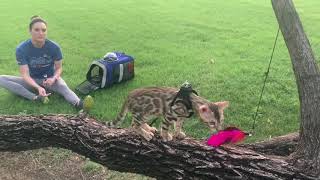 Bengal Kitten's First Trail Walk  4 Months Old