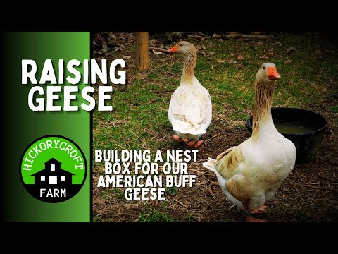 American Buff Geese Building Nest Box For Geese