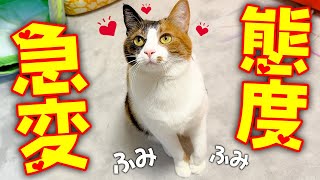 飼い主と人きりになった途端に態度を急変させる猫がヤバ過ぎました…