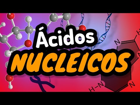 ÁCIDOS NUCLEICOS ⚡biomoléculas orgánicas en 2 minutos