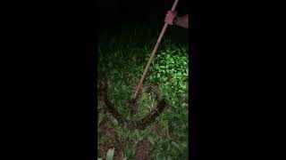 #It's very scary to catch a python
