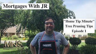Tree Pruning Tips - Home Tip Minute -Episode 1