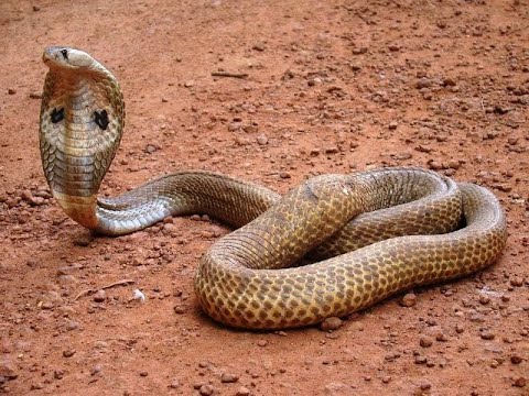 Spectacled cobra rescued & release from kanchan nagar, Malda II Jayanto Chakroborty II Animal Colony